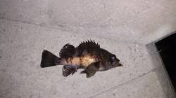 イカナゴパターン調査〜中層でなんとか1匹