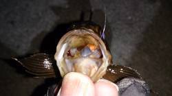 垂水漁港でのメバルの釣果