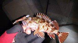 イカナゴパターン調査〜中層でなんとか1匹