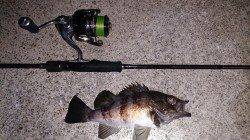 垂水漁港でのメバルの釣果