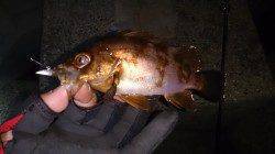 イカナゴパターン調査・・・表層反応なく中層でのヒット