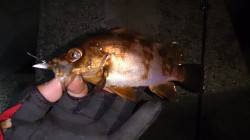 イカナゴパターン調査・・・表層反応なく中層…