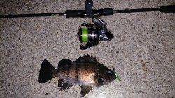 中層レンジでメバル♪　須磨でのメバリング