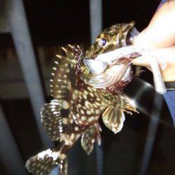 高砂埋立地、ジャングルジム商品でのガシリング釣果