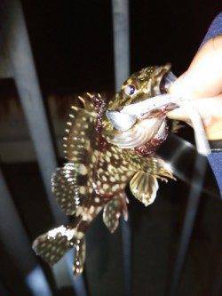 高砂埋立地、ジャングルジム商品でのガシリング釣果