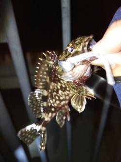 高砂埋立地、ジャングルジム商品でのガシリン…