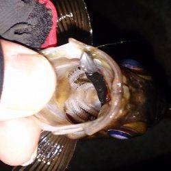 須磨でメバリング、フロートリグで久しぶりのシャロー打ち