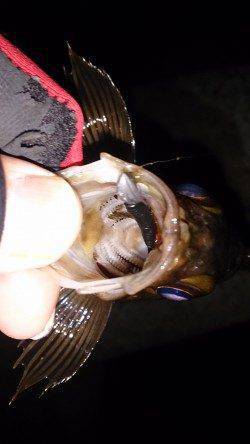 須磨でメバリング、フロートリグで久しぶりのシャロー打ち