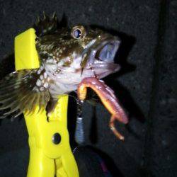 高砂埋立地、ジャングルジム商品でのガシリング釣果