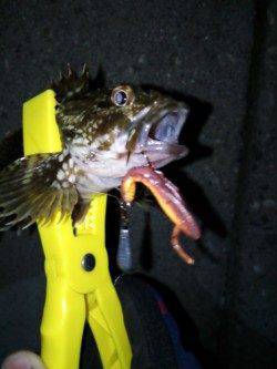 高砂埋立地、ジャングルジム商品でのガシリング釣果