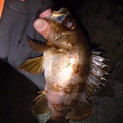 須磨でメバリング、フロートリグで久しぶりのシャロー打ち