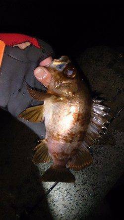 須磨でメバリング、フロートリグで久しぶりのシャロー打ち