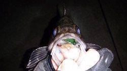 中層レンジでメバル♪　須磨でのメバリング