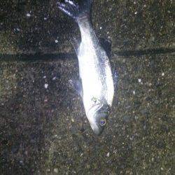 紀ノ川河口でのシーバス釣果、メバリングはアタリのみ