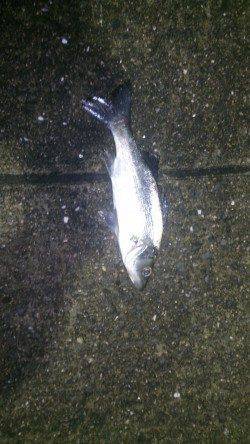 紀ノ川河口でのシーバス釣果、メバリングはアタリのみ