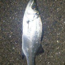 紀ノ川河口でのシーバス釣果、メバリングはアタリのみ