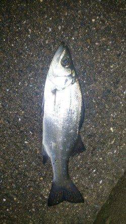 紀ノ川河口でのシーバス釣果、メバリングはアタリのみ