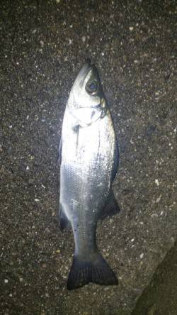 紀ノ川河口でのシーバス釣果、メバリングはア…