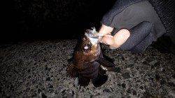 垂水漁港、先週と先々週よりもメバルの活性がよくなってきている