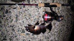 垂水漁港、先週と先々週よりもメバルの活性がよくなってきている