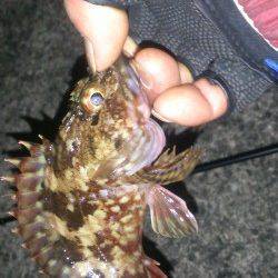 夜に田の浦近辺をランガンでガシラの釣果