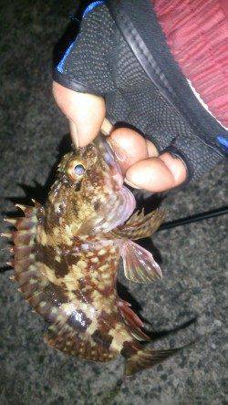 夜に田の浦近辺をランガンでガシラの釣果