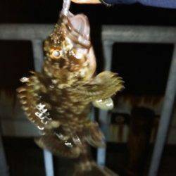 寒さの中ガシリング、ダウンショットとキャロでヒット