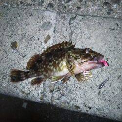 寒さの中ガシリング、ダウンショットとキャロでヒット