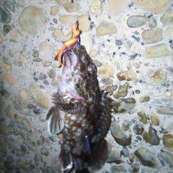 ダウンショットでガシラ&フロートリグでメバル