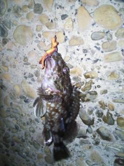 ダウンショットでガシラ&フロートリ…