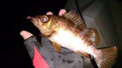 神戸西部　須磨エリアでメバルの釣果