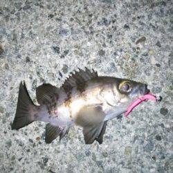 ダウンショットでガシラ&フロートリグでメバル