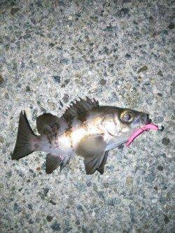 ダウンショットでガシラ&フロートリグでメバル