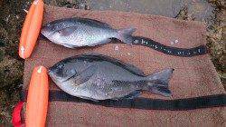 串本大島・樫野の地磯にてフカセ釣り　グレ38cm&30cm