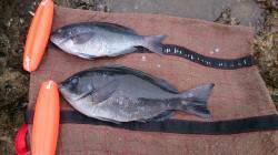 串本大島・樫野の地磯にてフカセ釣り　グレ3…