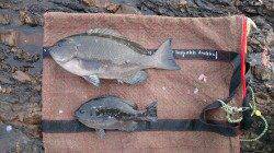 潮吹岩でフカセ釣り、風と当て潮で難しい状況でのグレ二枚