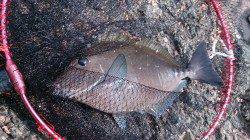 潮吹岩２日目、昼前にグレ30cmと38cmがヒット