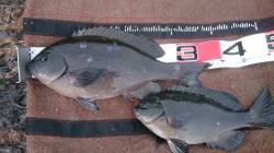 潮吹岩２日目、昼前にグレ30cmと38cm…