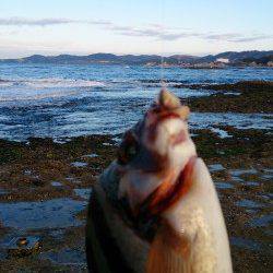 みなべ堺の沖磯に渡船を利用して釣行しました