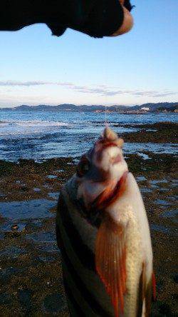 みなべ堺の沖磯に渡船を利用して釣行しました