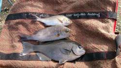 みなべ堺の沖磯に渡船を利用して釣行しました…