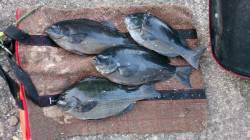 那智勝浦に渡船を利用して釣行、良型グレも釣…