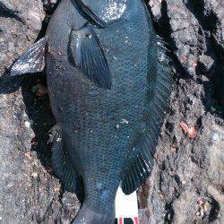 潮吹岩にてフカセ釣り、足元の磯で37.5cmがきました