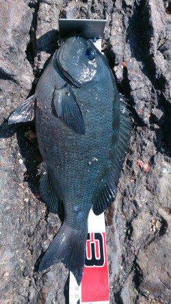 潮吹岩にてフカセ釣り、足元の磯で37.5cmがきました