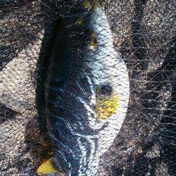 潮吹岩にてフカセ釣り、足元の磯で37.5cmがきました