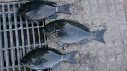 那智勝浦で渡船を利用しての磯グレ狙い