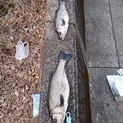 富田でシーバッシング、初ヒラスズキ2本！！