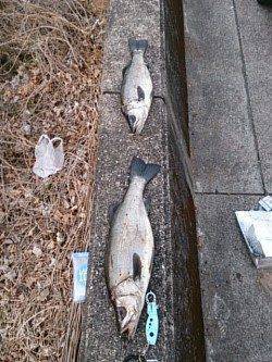 富田でシーバッシング、初ヒラスズキ2本！！