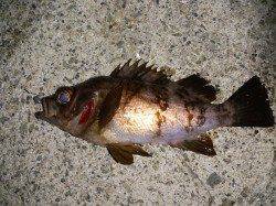 大蔵海岸でのメバリング釣果