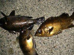 大蔵海岸でのメバリング釣果